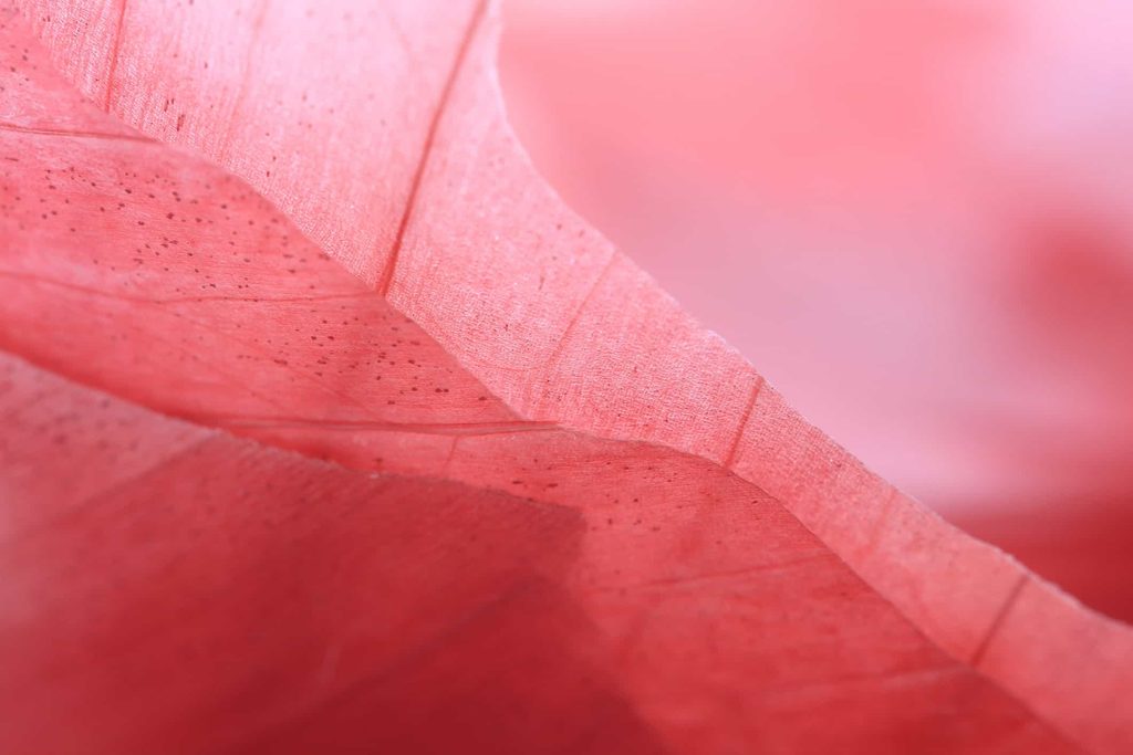 Layers of Red Onion skin showing lines and natural patterns - Monochrome backgrounds
